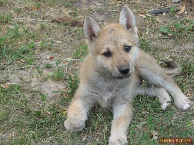 Волчак чешский (73 фото)